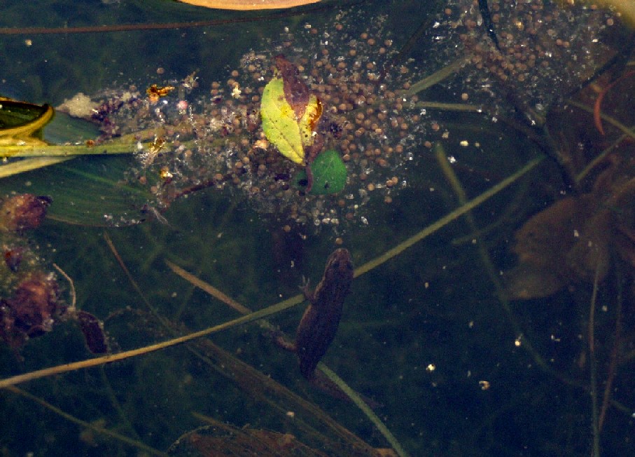 Il Laghetto del Centro di Entomologia - Piombino (LI)